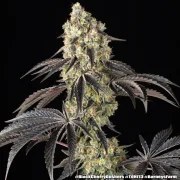 Black Cherry Gushers Strain – product view 13