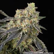 Black Cherry Gushers Strain – product view 14