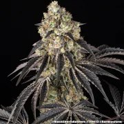 Black Cherry Gushers Strain – product view 15