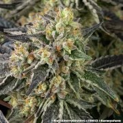 Black Cherry Gushers Strain – product view 16