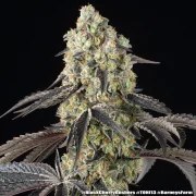 Black Cherry Gushers Strain – product view 17