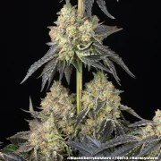 Black Cherry Gushers Strain – product view 18
