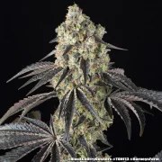 Black Cherry Gushers Strain – product view 19
