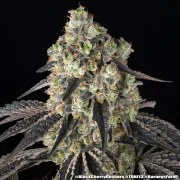 Black Cherry Gushers Strain – product view 20