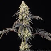 Black Cherry Gushers Strain – product view 21