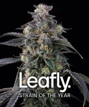 Candy Pack Strain – product view 2