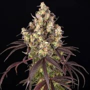 Candy Pack Strain – product view 3