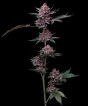 Candy Pack Strain – product view 4