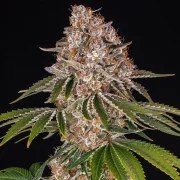 Cookie Casket Strain – product view 2