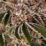 Cookie Casket Strain – product view 3