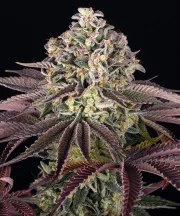 GrandDaddy Purple Strain – product view 1