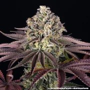 GrandDaddy Purple Strain – product view 2