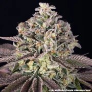 GrandDaddy Purple Strain – product view 3