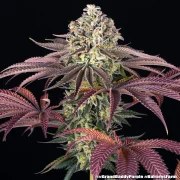 GrandDaddy Purple Strain – product view 4