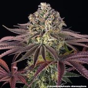 GrandDaddy Purple Strain – product view 5