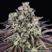 GrandDaddy Purple Strain – product view 6