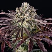 GrandDaddy Purple Strain – product view 7