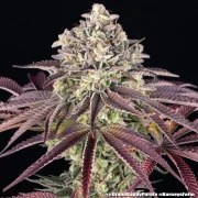 GrandDaddy Purple Strain – product view 8