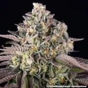 GrandDaddy Purple Strain – product view 9