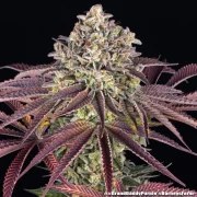 GrandDaddy Purple Strain – product view 10