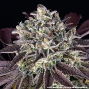 GrandDaddy Purple Strain – product view 11