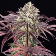 GrandDaddy Purple Strain – product view 12