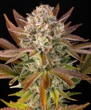 Jealousy Strain – product view 1