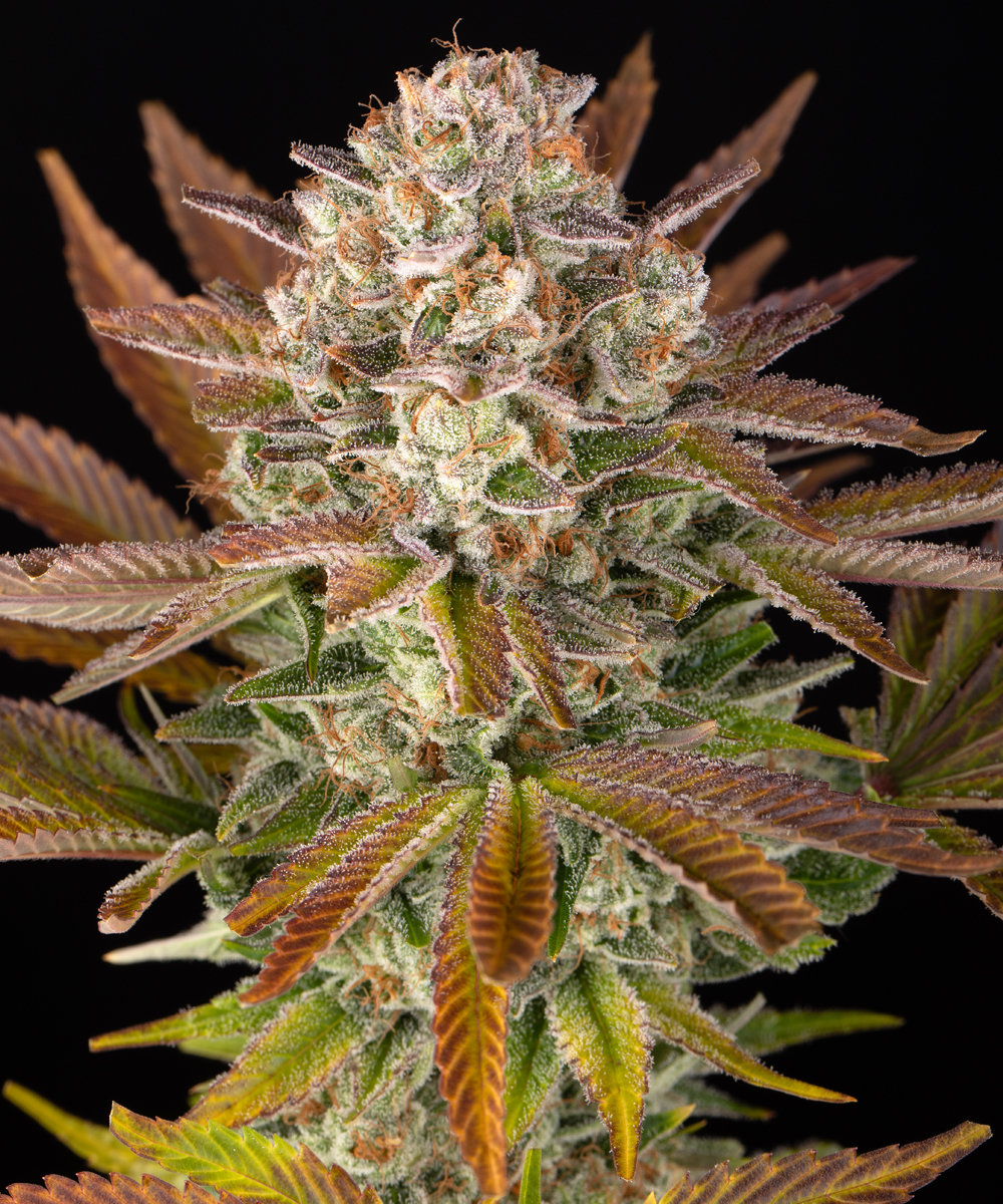 Jealousy Strain – product view 1