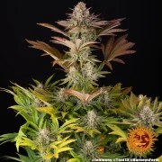 Jealousy Strain – product view 2
