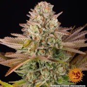Jealousy Strain – product view 4