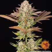Jealousy Strain – product view 5