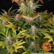 Jealousy Strain – product view 6