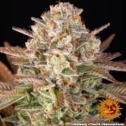 Jealousy Strain – product view 7