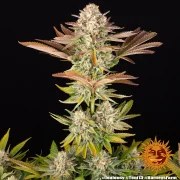 Jealousy Strain – product view 8