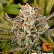 Jealousy Strain – product view 9
