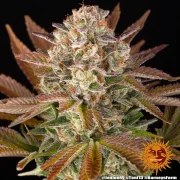 Jealousy Strain – product view 10