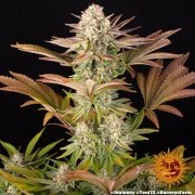 Jealousy Strain – product view 11
