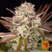 Jealousy Strain – product view 12