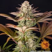 Jealousy Strain – product view 13