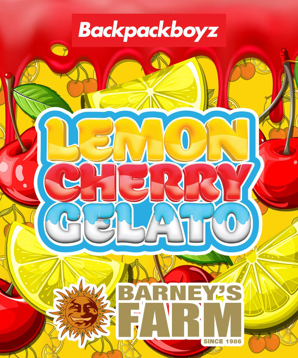 Lemon Cherry Gelato Strain – product view 1