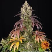 Lemon Cherry Gelato Strain – product view 2