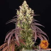 Lemon Cherry Gelato Strain – product view 3