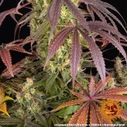 Lemon Cherry Gelato Strain – product view 4