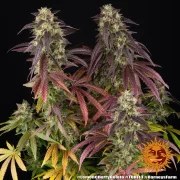 Lemon Cherry Gelato Strain – product view 5