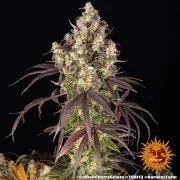 Lemon Cherry Gelato Strain – product view 6