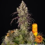 Lemon Cherry Gelato Strain – product view 7