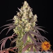 Lemon Cherry Gelato Strain – product view 8
