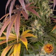 Lemon Cherry Gelato Strain – product view 9