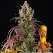 Lemon Cherry Gelato Strain – product view 10
