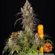 Lemon Cherry Gelato Strain – product view 11